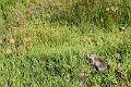 2019_08_08_Queyras (0004)